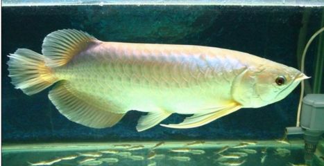 香港龍魚叫什么（香港龍魚的命名寓意）
