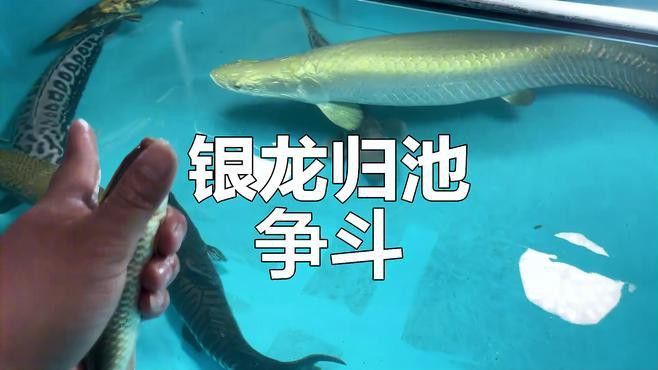 什么魚適合和銀龍魚混養呢圖片