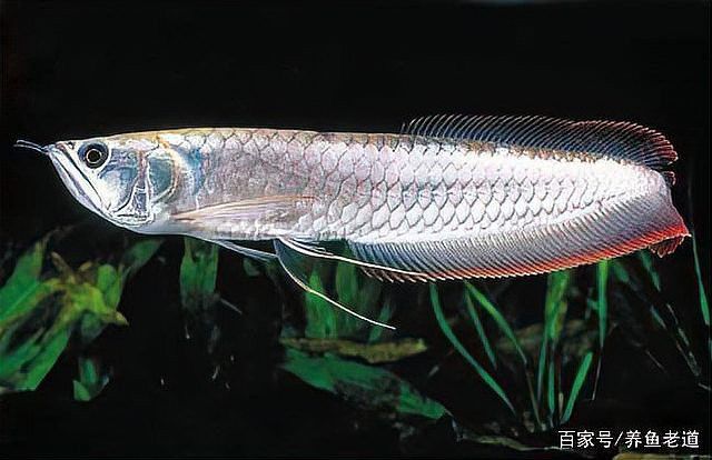 什么魚適合和銀龍魚混養呢圖片