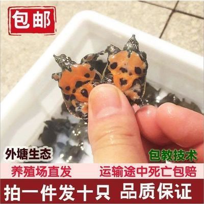 龍魚可以喂甲魚苗嗎：龍魚可以吃甲魚苗嗎？