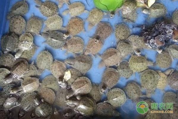 龍魚可以喂甲魚苗嗎：龍魚可以吃甲魚苗嗎？