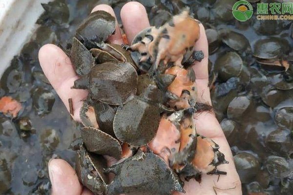 龍魚可以喂甲魚苗嗎：龍魚可以吃甲魚苗嗎？