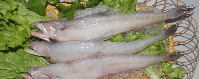 龍魚片是什么魚做成的：如何辨別龍魚片真偽
