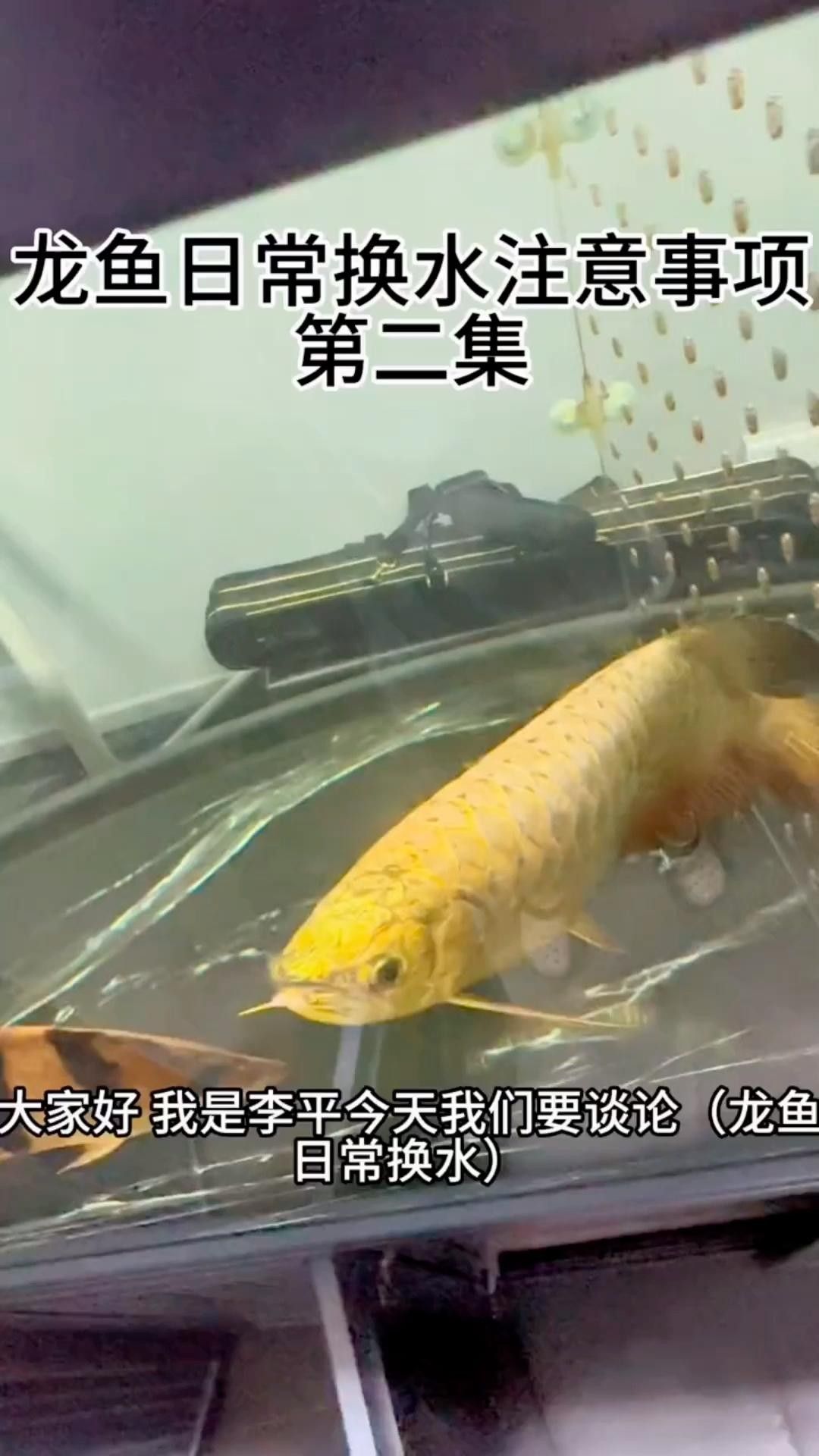 銀龍魚換水后如何處理？