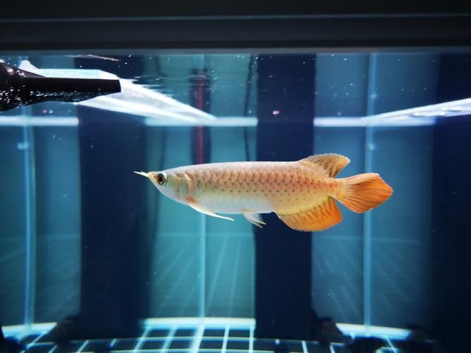 龍魚最佳配魚