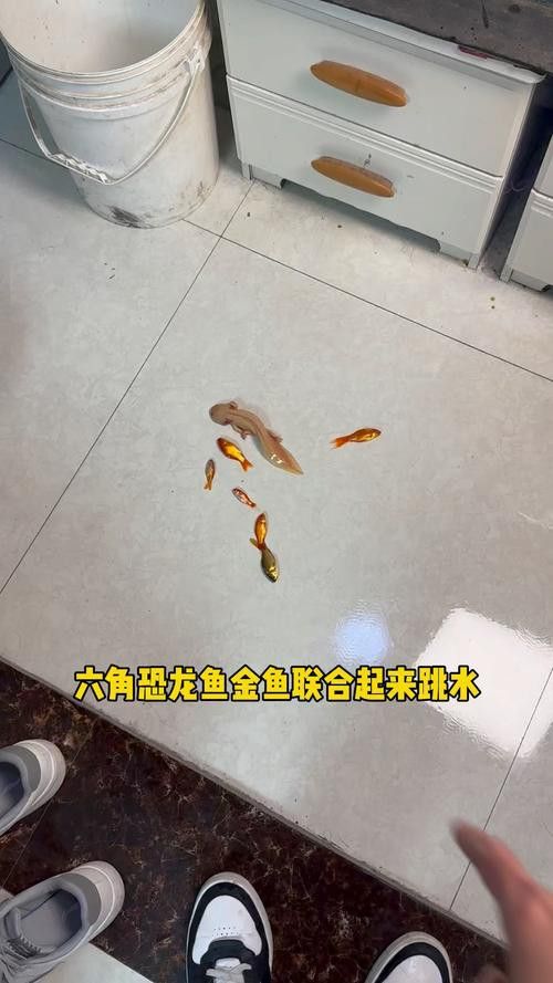 恐龍魚會不會跳缸呢圖片大全