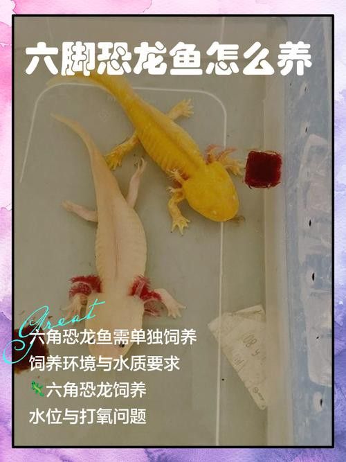 恐龍魚會不會跳缸呢圖片大全