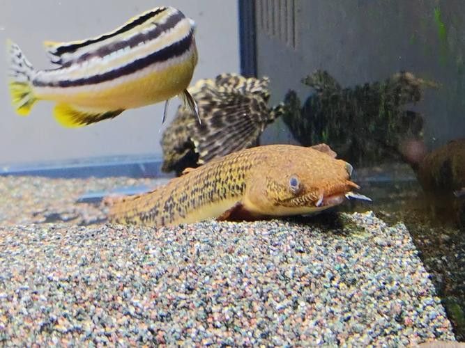 恐龍魚會不會跳缸呢圖片大全