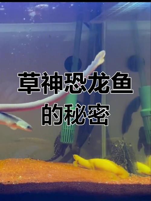 恐龍魚會不會跳缸呢圖片大全