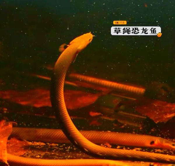 恐龍魚會不會跳缸呢圖片大全