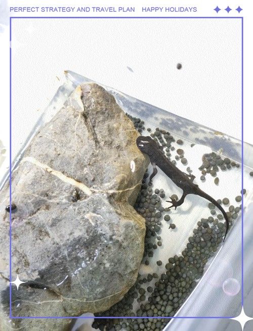 恐龍魚會不會跳缸呢圖片大全