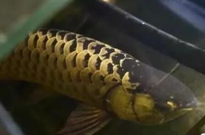 土霉素治龍魚蒙眼嗎：土霉素治療龍魚蒙眼有效嗎，