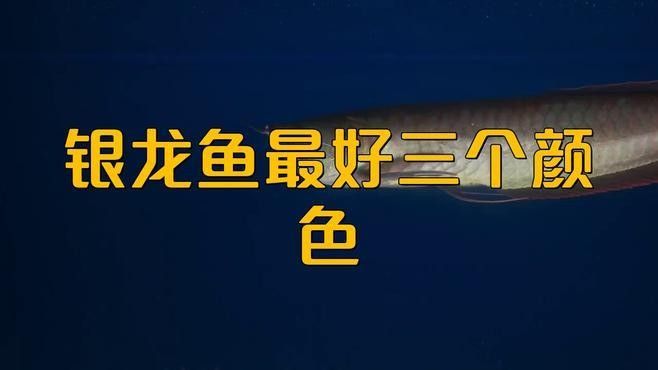 銀龍魚顏色白的好還是青的好看些