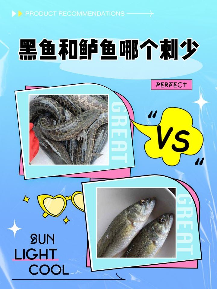 烏魚和龍魚哪個沒有刺呢