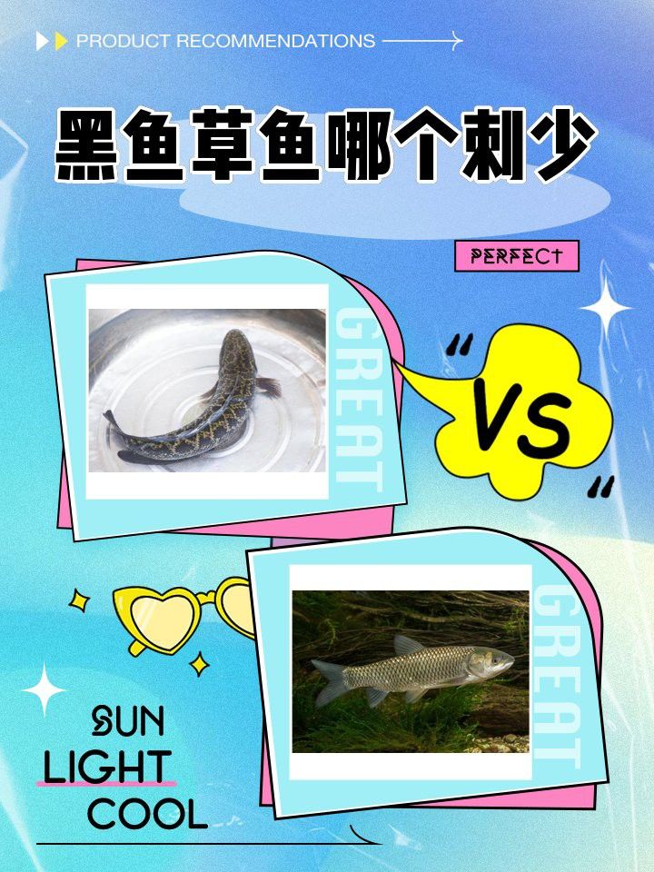 烏魚和龍魚哪個沒有刺呢