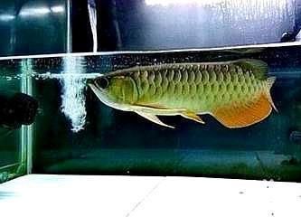 金龍魚喂什么食最好（關于金龍魚最佳食料的詳細分析）