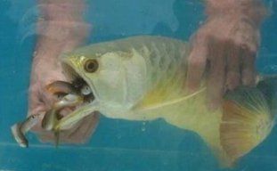 金龍魚吃食不積極什么原因：金龍魚不吃食怎么辦