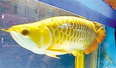 金龍魚吃食不積極什么原因：金龍魚不吃食怎么辦