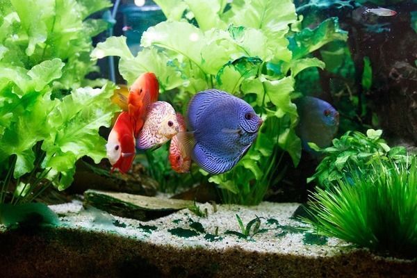薩德斯塔龍魚（薩德斯塔紅龍魚價格是多少）