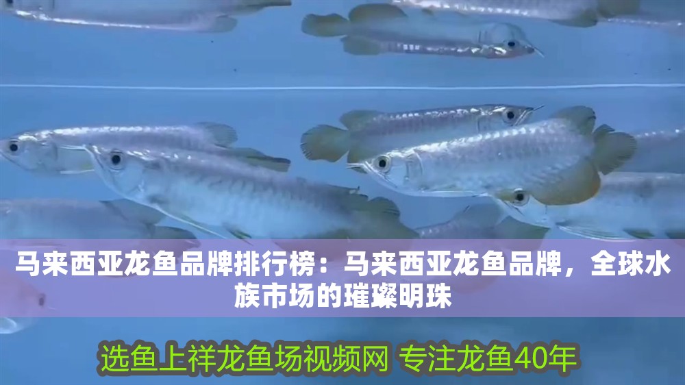 馬來西亞龍魚品牌排行榜：馬來西亞龍魚品牌，全球水族市場的璀璨明珠