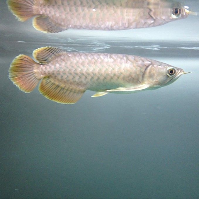 青龍魚繁殖周期是多久