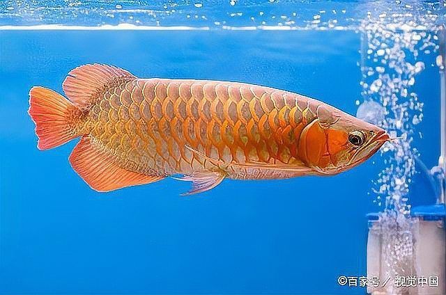 金龍魚腹水病如何治療？