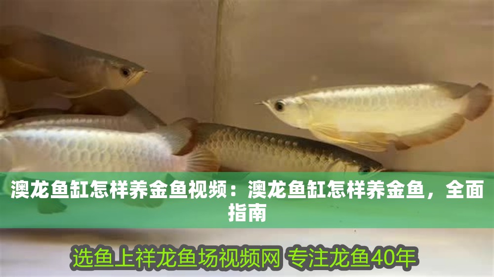 澳龍魚缸怎樣養金魚視頻：澳龍魚缸怎樣養金魚，全面指南