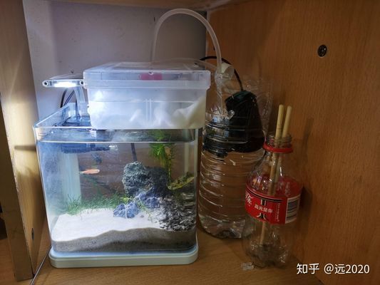 澳龍魚缸怎樣養金魚視頻：澳龍魚缸怎樣養金魚，全面指南