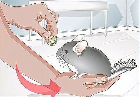 龍貓訓練過程中常見問題