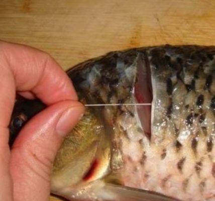 金龍魚為什么有魚腥味（金龍魚怎么保存？）