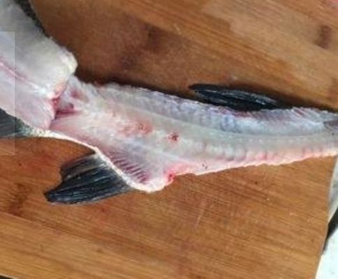金龍魚為什么有魚腥味（金龍魚怎么保存？）