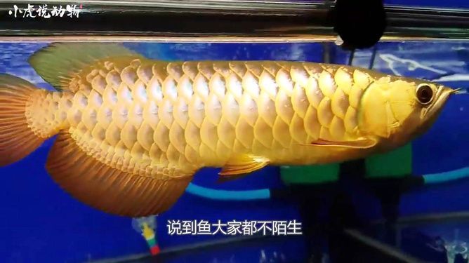 金龍魚掉眼的原因是什么：金龍魚為什么會掉眼