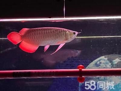 金龍魚掉眼的原因是什么：金龍魚為什么會掉眼