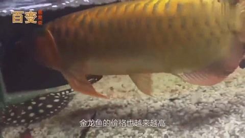 金龍魚掉眼的原因是什么：金龍魚為什么會掉眼