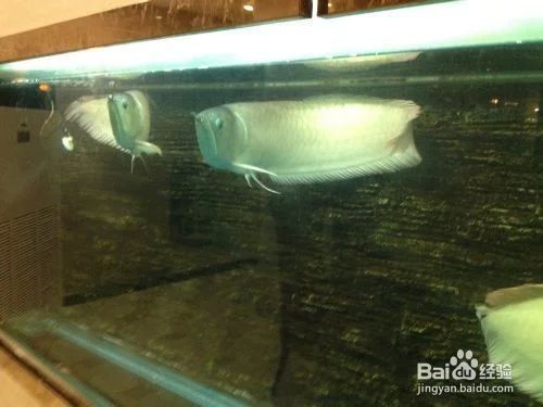 龍魚的飼養與觀賞作文怎么寫三年級下冊龍魚飼養與觀賞作文：龍魚的飼養與觀賞作文怎么寫