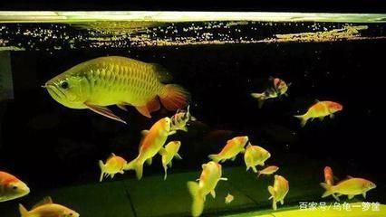 龍魚的配魚有哪些：如何選擇龍魚配魚