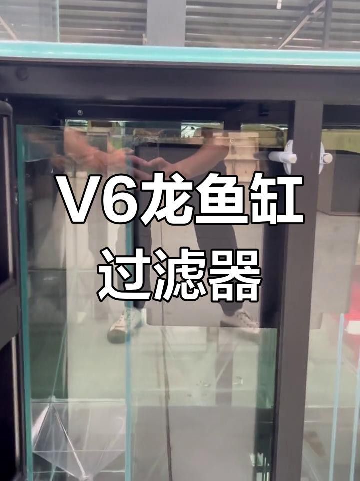 如何維護高端龍魚缸？