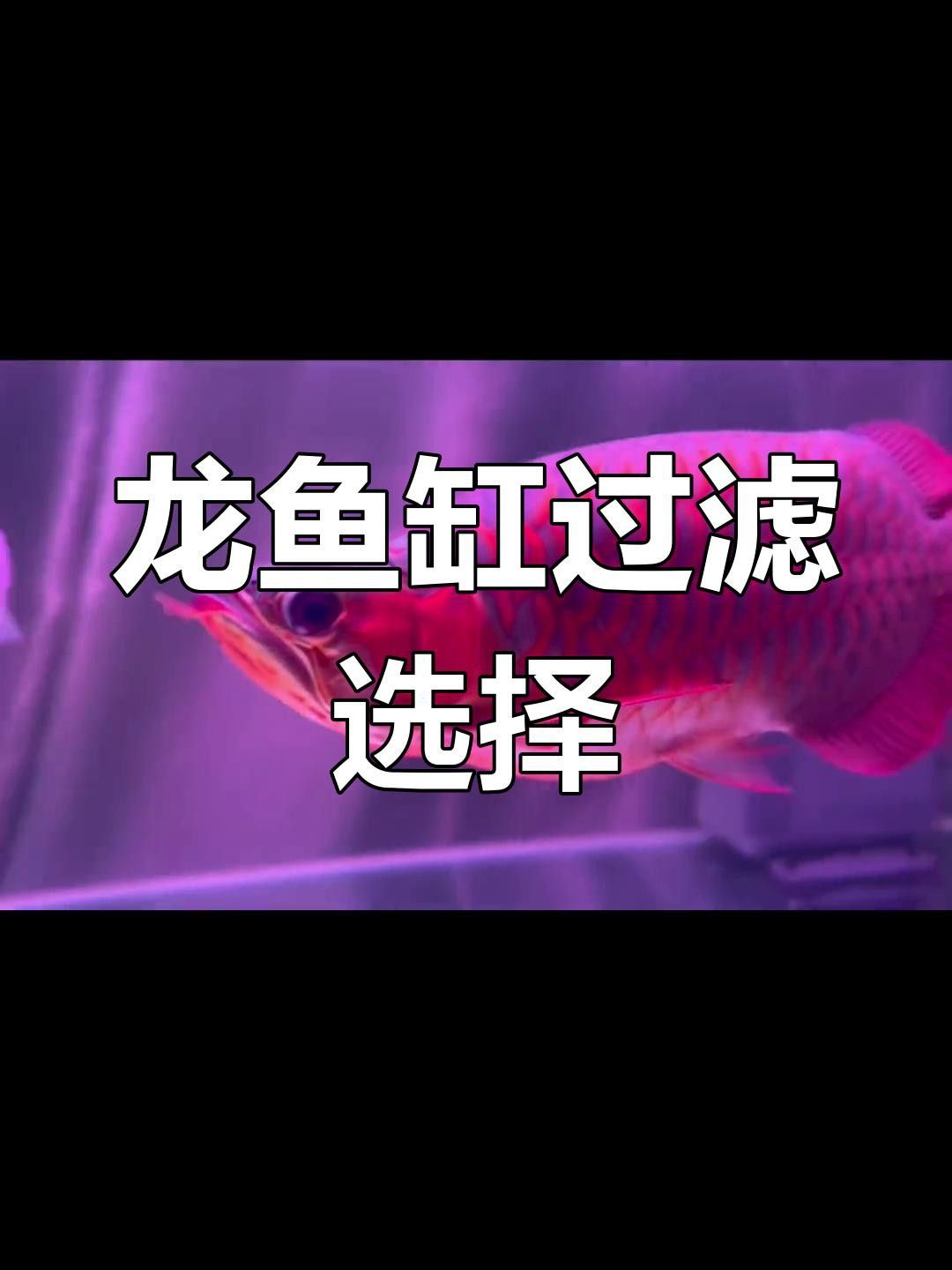 如何維護高端龍魚缸？