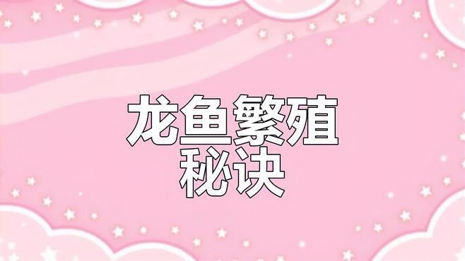 如何維護高端龍魚缸？