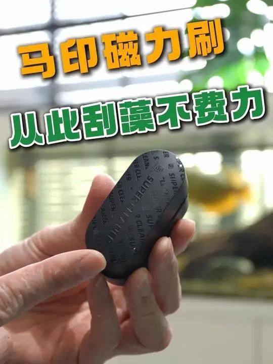 如何維護高端龍魚缸？