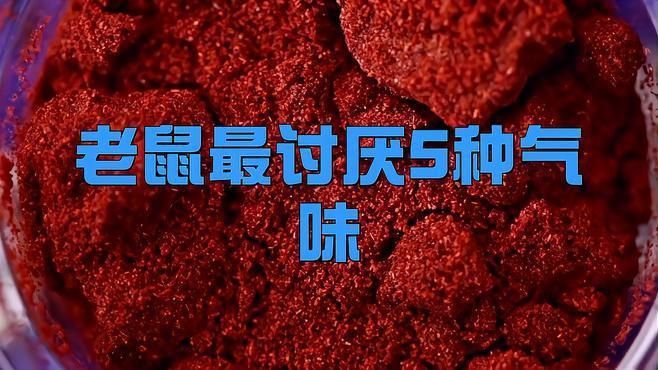 老鼠最不能聞的氣味