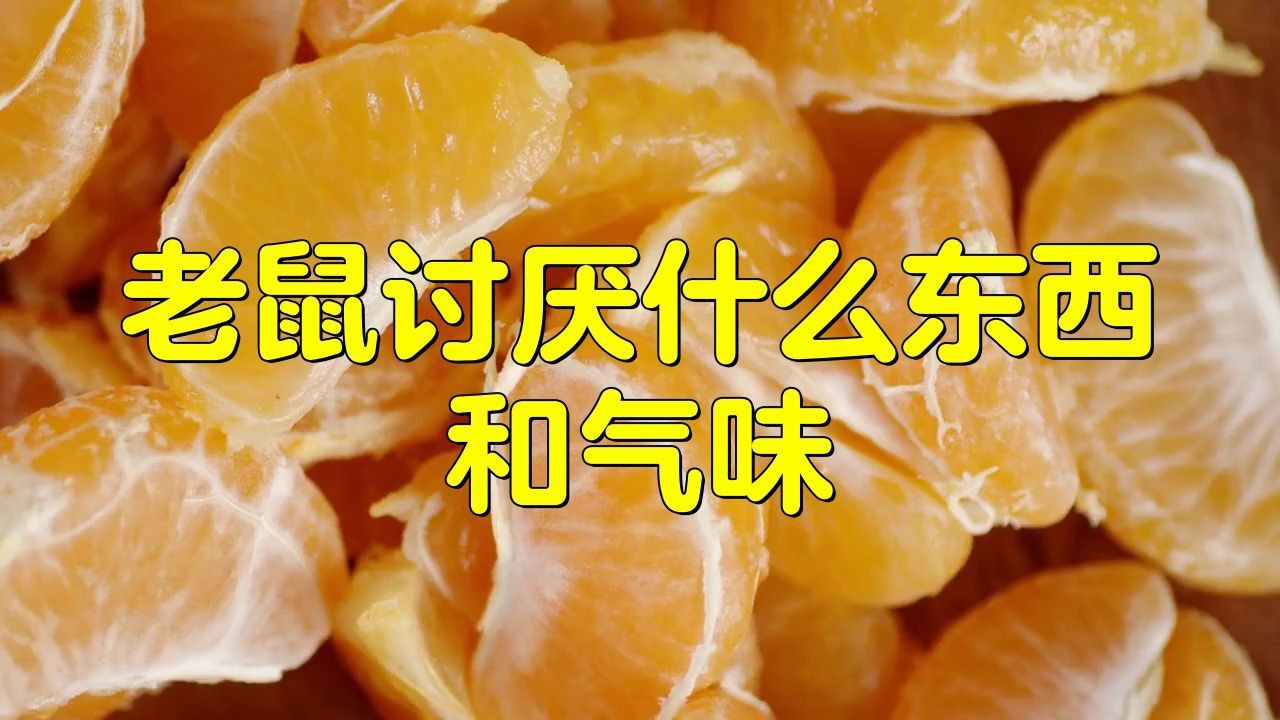 老鼠最不能聞的氣味