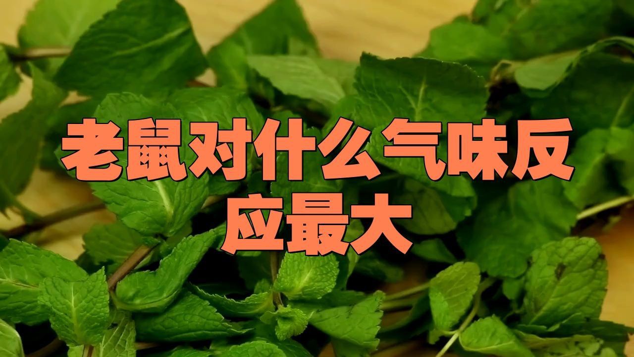老鼠最不能聞的氣味