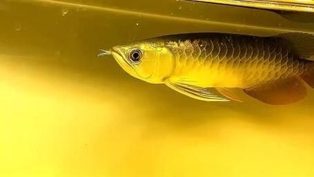 金底過背金龍魚圖片高清大圖