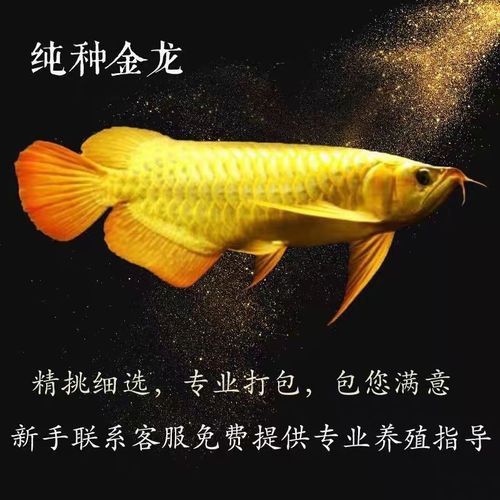 金底過背金龍魚圖片高清大圖