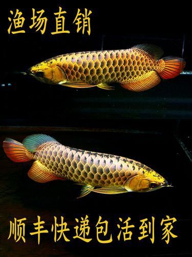 金底過背金龍魚圖片高清大圖
