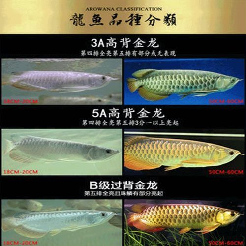 金底過背金龍魚圖片高清大圖