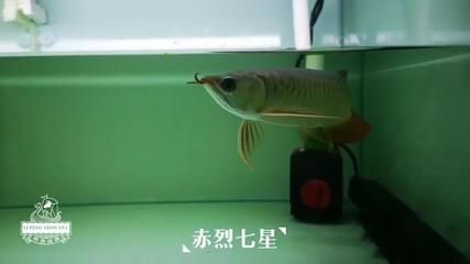 龍魚吃大麥蟲是否能發色（大麥蟲可以作為龍魚的食物之一但不是最佳選擇來幫助龍魚發色）