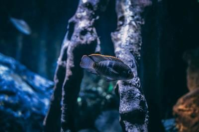 龍魚吃大麥蟲是否能發色（大麥蟲可以作為龍魚的食物之一但不是最佳選擇來幫助龍魚發色）
