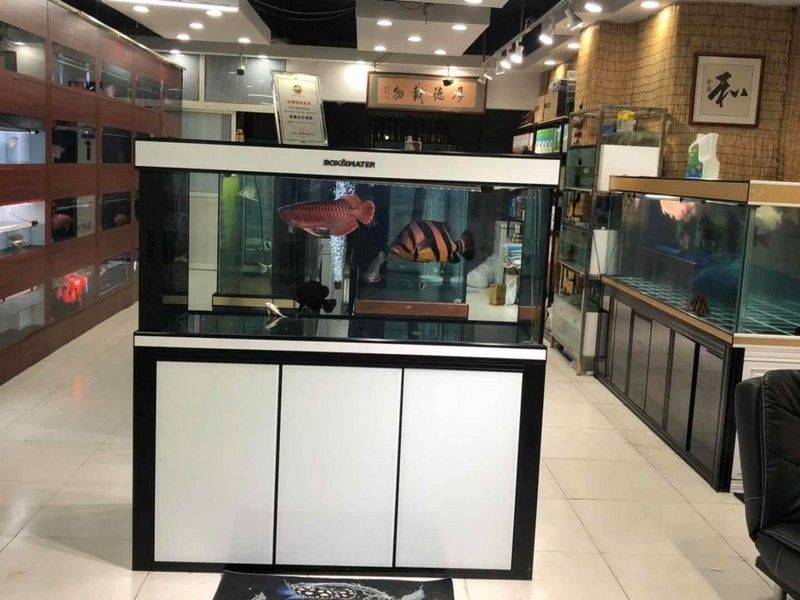 青島龍魚在哪賣好一點(diǎn)